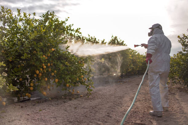 Best Ant Control Services  in Buchanan, VA