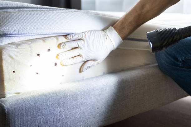 Best Wasp Removal Services  in Buchanan, VA